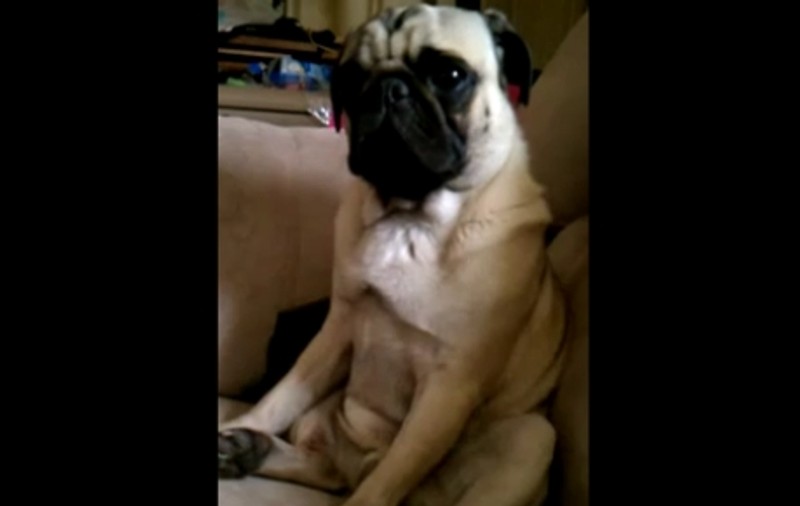 Cel mai sentimental câine! Nu o să îţi vină să crezi de ce plânge | VIDEO
