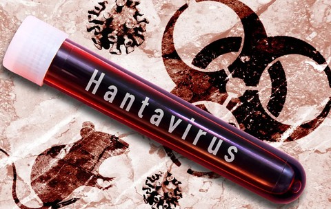 Un cercetător român a calculat cât de severă ar fi o epidemie de hantavirus față de cea de COVID-19. Anunțul OMS
