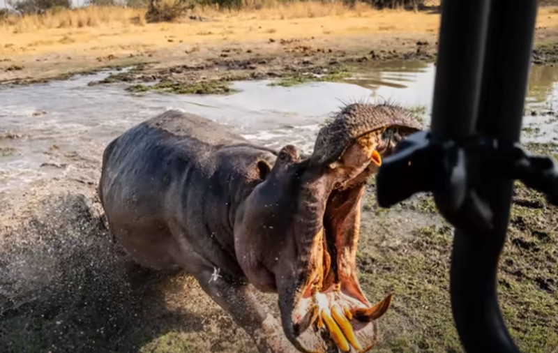 Momentul terifiant în care un hipopotam atacă doi fotografi aflați într-un safari în Botswana | VIDEO