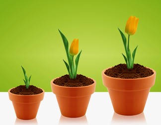 Plantarea bulbilor de lalele în ghiveci