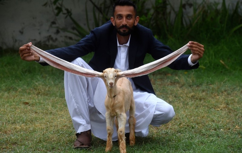 Simba, vedetă în Pakistan. Căprița a fost propusă pentru Cartea Recordurilor