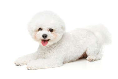 Bichon Frise