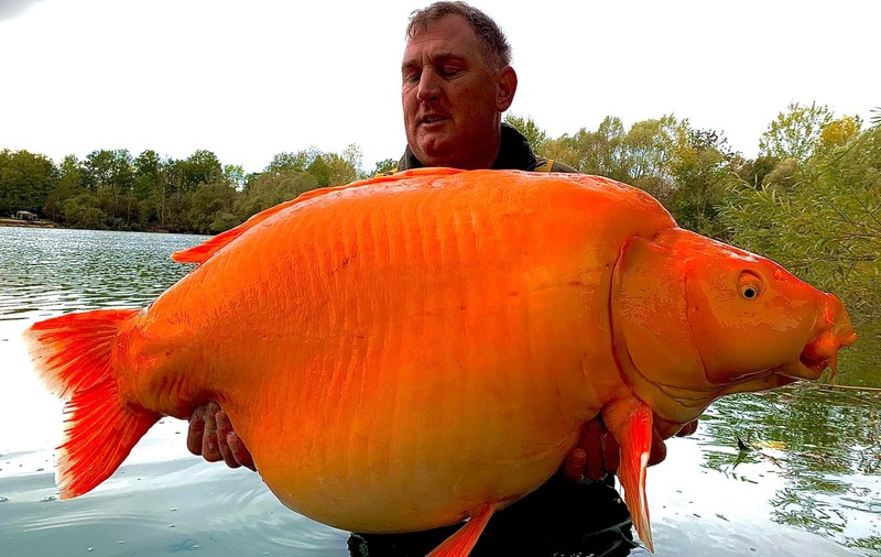 Un pescar britanic a prins un "peștișor auriu" de 30 de kilograme. „Nu mulți au reușit să-l prindă”