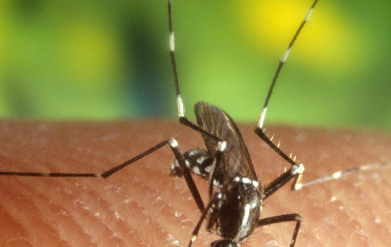 Al 13-lea deces cauzat de virusul West Nile. Este vorba de un bărbat din București