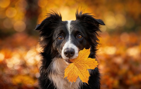 Border Collie 
