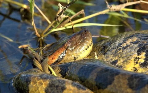Anaconda uriașă pe malul Dunării. O femeie a dat nas în nas cu șarpele de doi metri