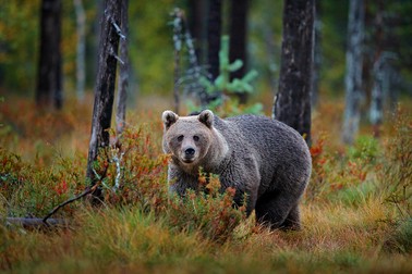Bear hidden in yellow forest. Autumn trees with bear, face portrait. Beautiful brown bear walking around lake, fall colours, Romania wildlife.