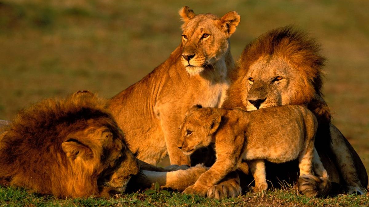 10 lei africani au fost găsiți morți într-unul dintre cele mai cunoscute situri UNESCO din Africa. Imagine cu caracter ilustrativ. Sursă foto: Getty Images