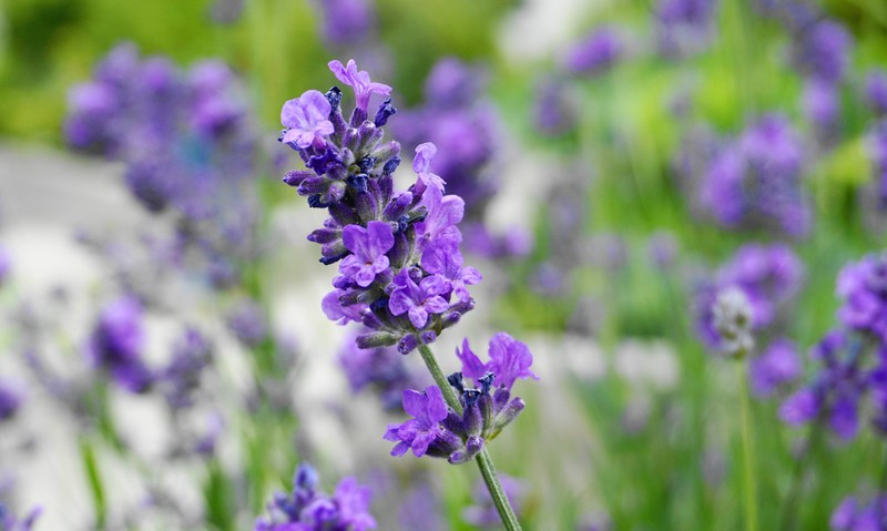 Lavandula angustifolia
