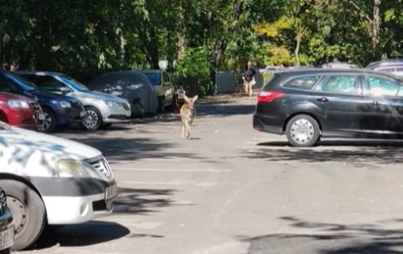 Momentul în care o căprioară se plimbă printre blocurile din Sectorul 3 al Capitalei