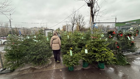 Brazii de Crăciun au început să fie vânduți în piețele din București. Foto: Libertatea
