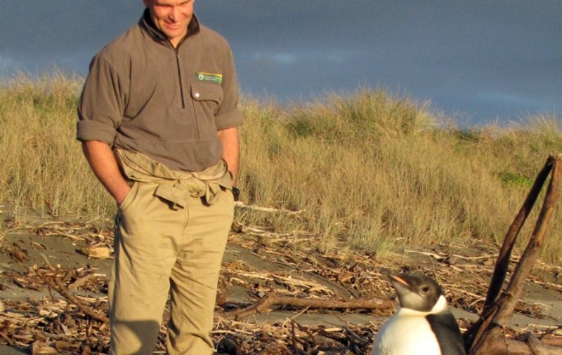 Foto | Pinguinul rătăcit în Noua Zeelandă se reface la Zoo după ce a mâncat nisip