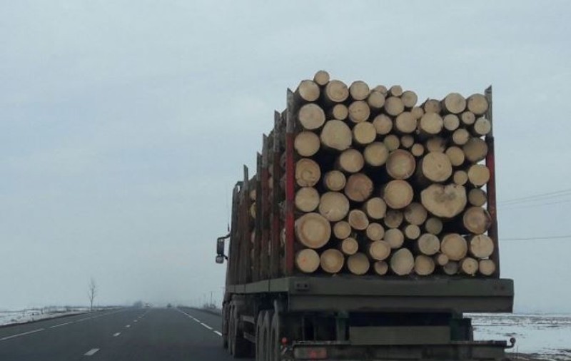 Viceprimarul unei comune din Suceava, prins cu un camion de lemne pentru care nu avea autorizație: “Eu am intrat pe mâna poliției ca din oală. Lemnul nu este al meu”
