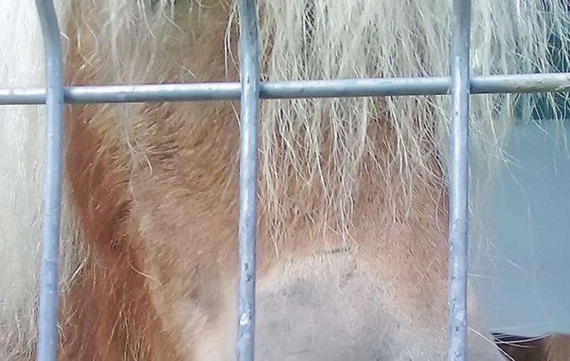 Ce i-aţi făcut bietului ponei?