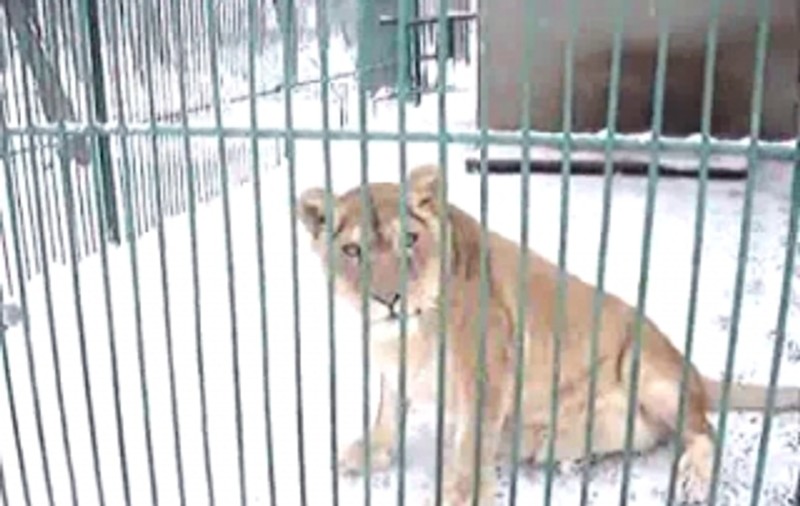 O mamă și cei trei copii ai săi, uitați în Grădina Zoologică din Oradea. “Nu a contat că sunt cu un nou-născut şi cu gemenii în frig şi ploaie”