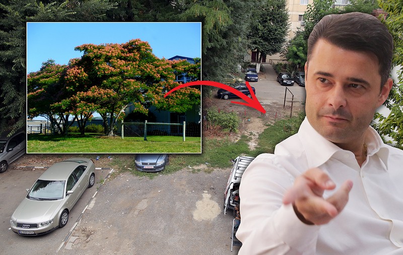 VIDEO | În contractul de 54 de milioane de euro, primarul PSD Florea vrea să aclimatizeze arborele de mătase persan în București!