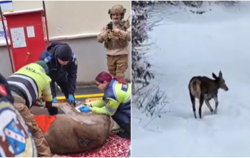 Jandarmii au salvat o căprioară rănită în curtea unei fabrici din Braşov. Imagini din timpul intervenției