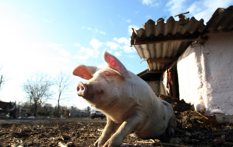 De la ”Alege oaia!” la ... porci gratis. Ce le pregătește ministrul Petre Daea oamenilor de la țară