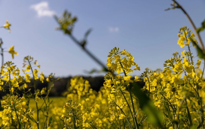 Cum va fi vremea în perioada 19 mai - 15 iunie 2025. Prognoza meteo pentru următoarele patru săptămâni
