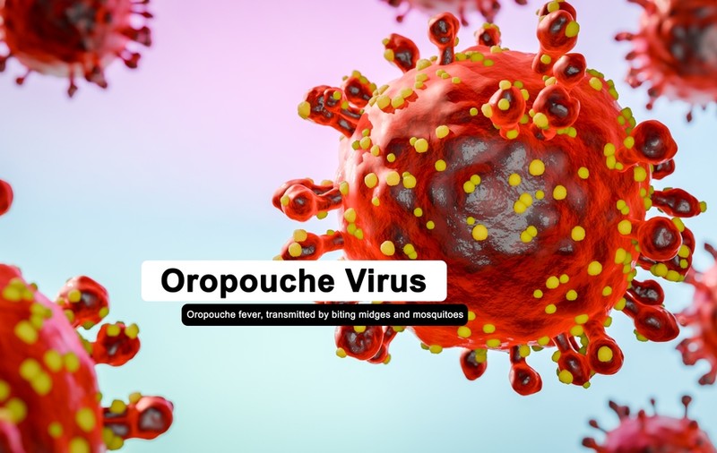 Ce este virusul Oropouche - cum se transmite, simptome, prevenție