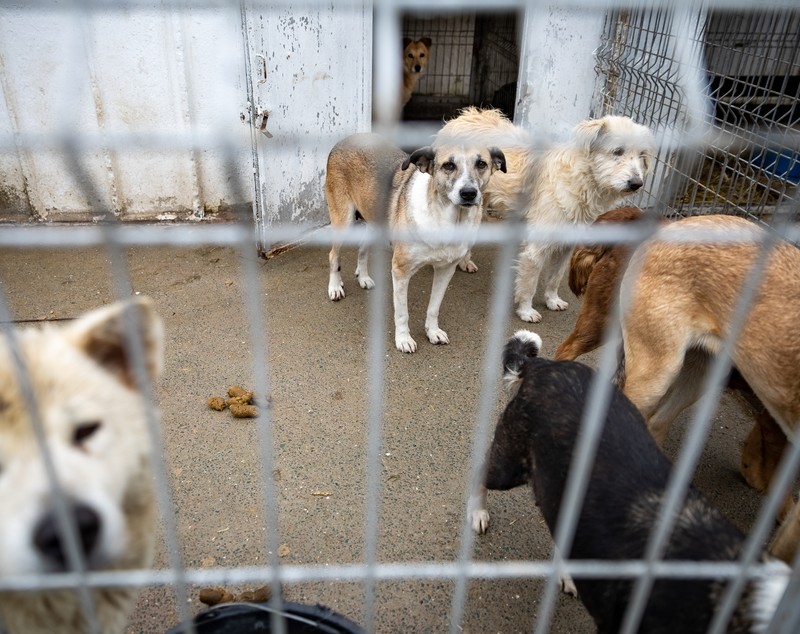 Poliţia Animalelor a împlinit un an. Peste o mie de animale salvate, zeci de dosare penale și 15 persoane arestate