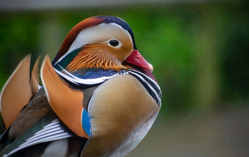 Cele mai colorate animale din lume - păsări colorate natural