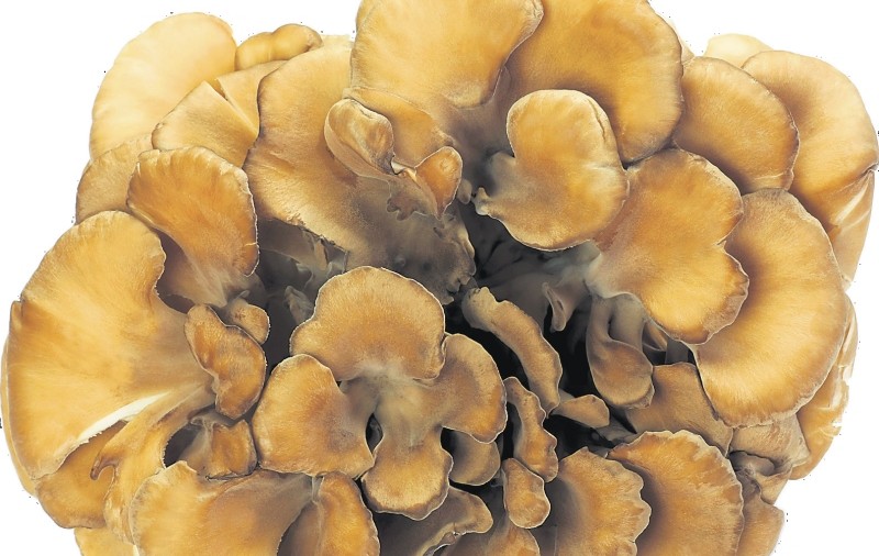 3 ciuperci asiatice care previn cancerul