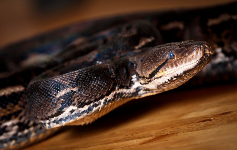 Un bărbat a fost mușcat de organele genitale de un piton ascuns în vasul de toaletă, în Austria