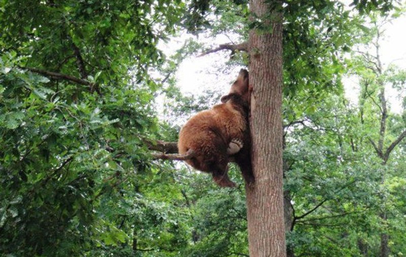 Premieră! Sanctuarul de urşi ”Libearty Zărneşti”, deschis pentru copii de 1 iunie