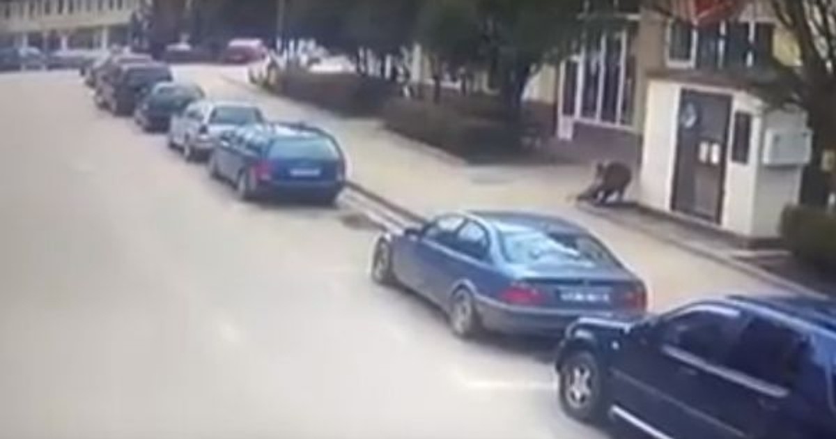 Un mistreț a intrat pe străzile orașului Șimleul Silvaniei și a atacat trecătorii
