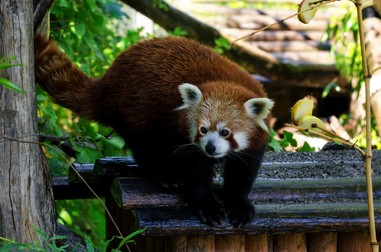 Tiergarten Schönbrunn