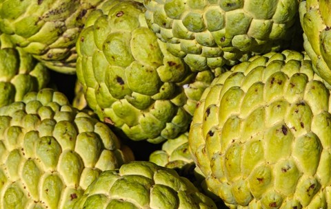 Fructul cu gust de cremă de vanilie care crește aproape fără apă cucerește lumea. Povestea inginerului AI care a renunțat la carieră pentru a-l cultiva