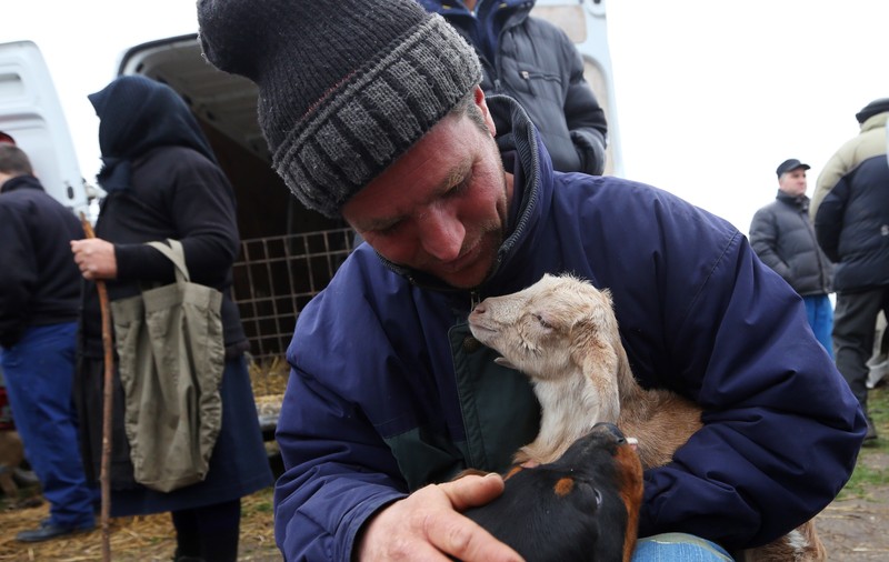 În târgul de animale Călugăreni se simte pulsul tot mai slab al satului românesc: ”Un ied costă 30 de lei - şi nici aşa nu-l vinzi!”