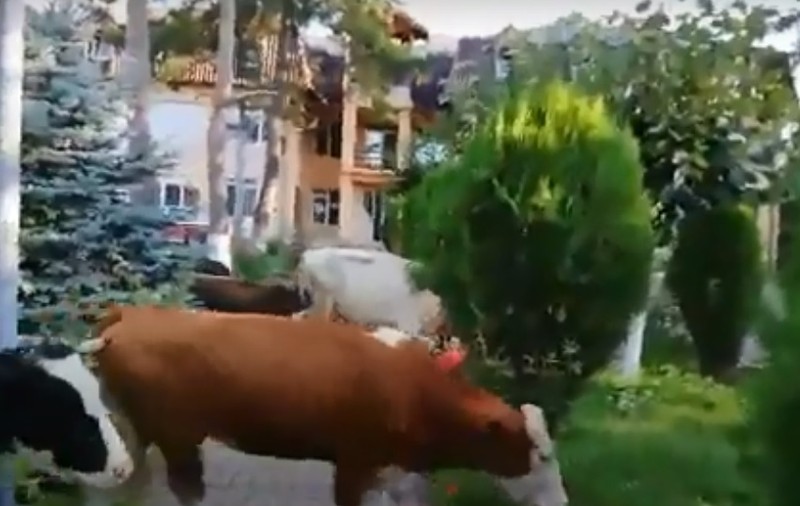 VIDEO | Protest inedit în județul Prahova. Un crescător de animale și-a lăsat vacile în curtea Primăriei