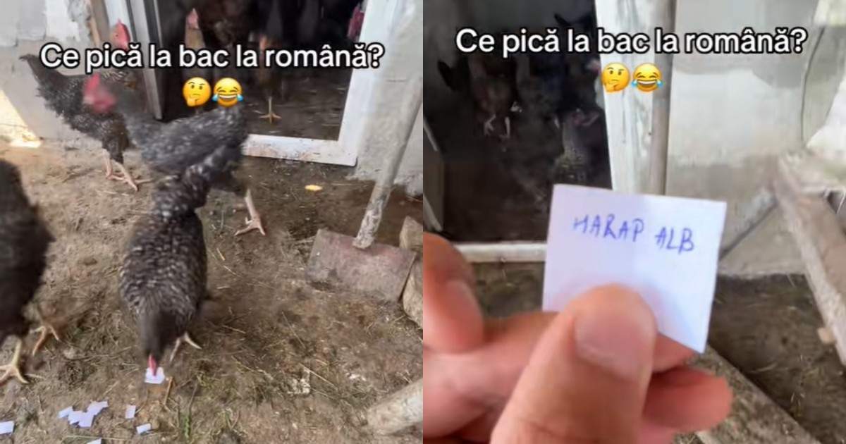 O găină ia în cioc o bucată de hârtie albă pe care scrie Harap - Alb