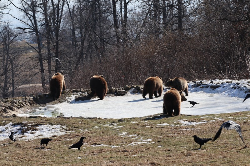 Nu se cunoaște numărul exact de urși bruni din România, se aproximează că populația depășește 6.000 de exemplare. Foto: Facebook / Bear.Sanctuary