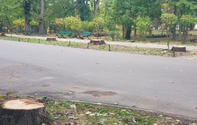 Stejarii de pe aleea de intrare în Parcul Herăstrău au fost tăiați: „Nu vom afla niciodată adevăratele motive”