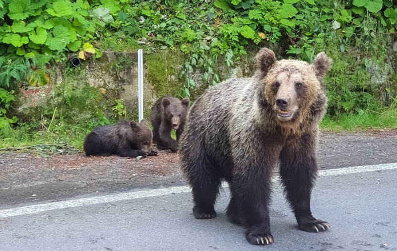 Mesaj Ro-Alert la Sinaia, după ce un urs a fost văzut vineri dimineață plimbându-se pe străzile stațiunii