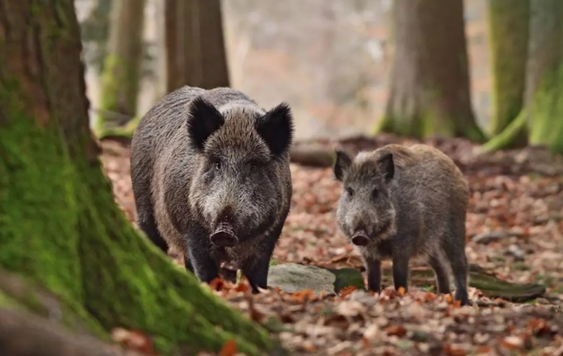 Un bărbat a lovit cu maşina o turmă de porci mistreţi, iar şapte dintre ei au murit. Reacţia Poliţiei