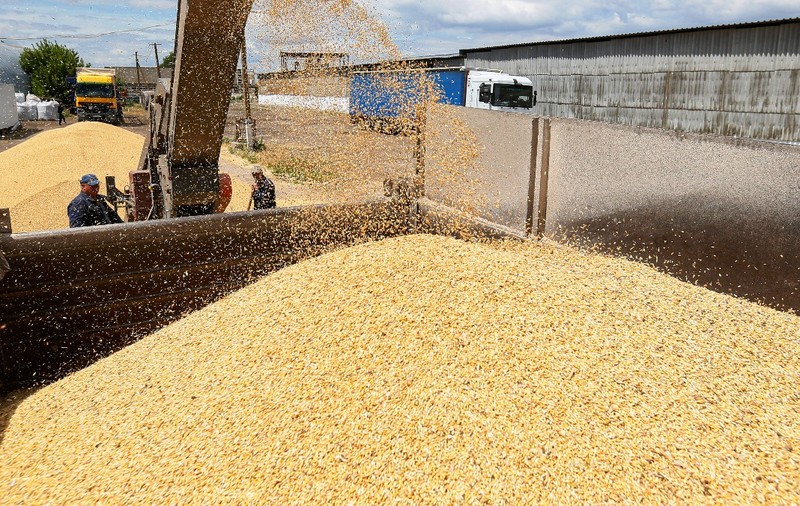 Flux continuu de cereale/banc de grâu descărcat dintr-un utilaj agricol într-o benă de camion, într-un depozit sau fermă unde mai sunt vizibile alte camioane și muncitori.