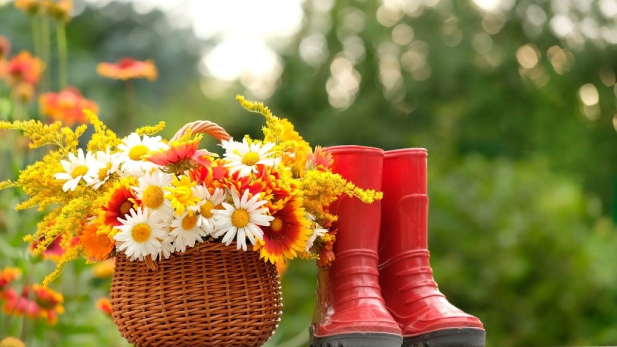 Flori care înfloresc toamna - cele mai frumoase flori de toamnă
