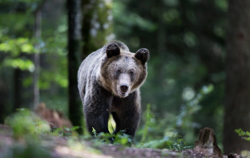 Ursul care a atacat o adolescentă gravidă și un bărbat, în județul Brașov, căutat pentru a fi împușcat