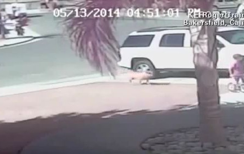 IMAGINI ŞOCANTE! Copil SALVAT DIN COLŢII CÂINELUI de o PISICĂ | VIDEO