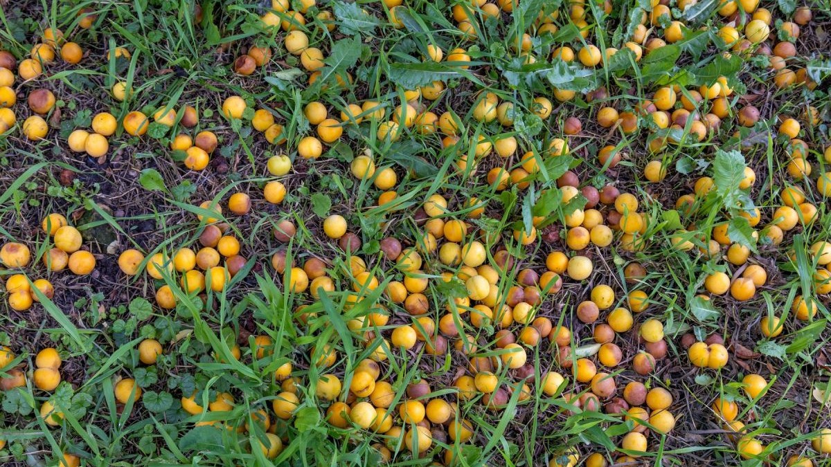 Prune de culoare galbenă, coapte, căzute dintr-un pom, prin iarbă