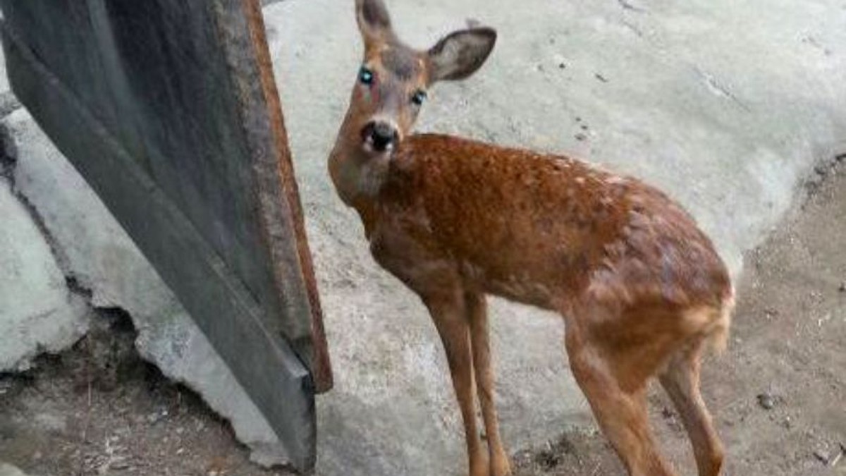 O căprioară lovită de o mașină a fost văzută pe o stradă din Buzău. Animalul rănit grav nu a mai putut fi salvat