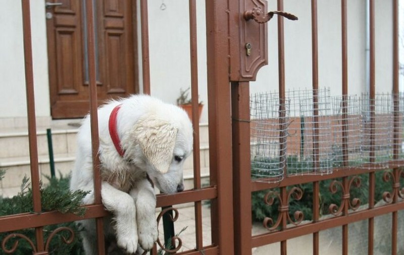 SFÂŞIETOR! CÂINELE lui ADRIAN IOVAN, MAX, ÎŞI AŞTEAPTĂ STĂPÂNUL ACASĂ! Iată imagini emoţionante! FOTO