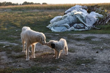 Doi dintre paznicii gospodăriei lui Gheorghe Hogaş. Sursa foto: Vlad Chirea