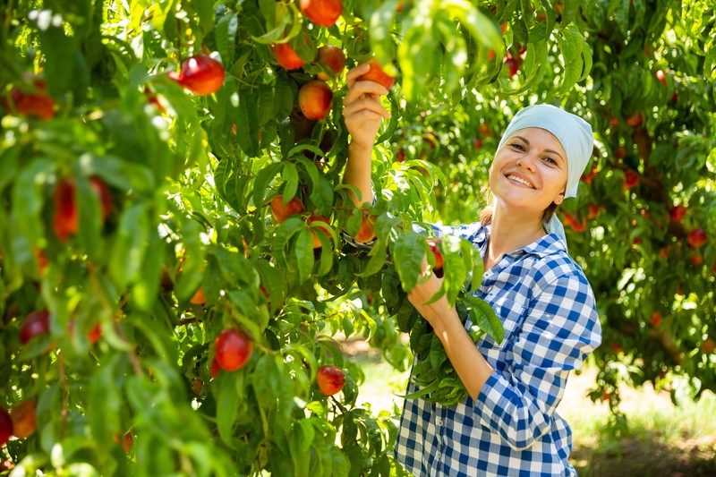 Informatii despre nectarine