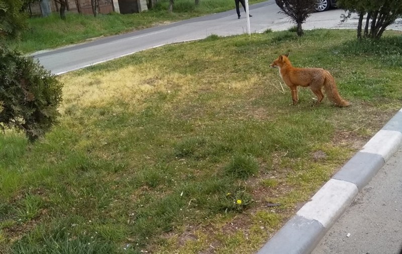 ”Infracțiune flagrantă de furt calificat și trecere prin loc nepermis”, mesajul haios al Poliției Baia Mare, după ce a filmat în oraș o vulpe cu un pui în gură