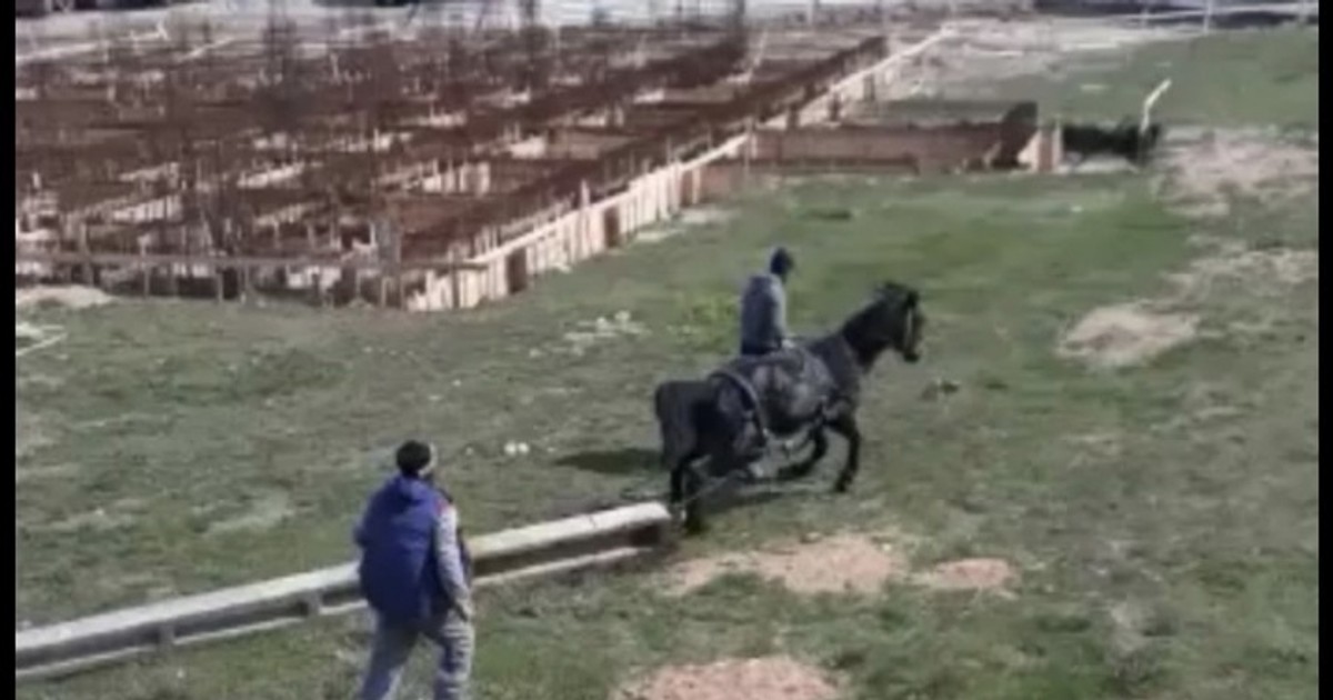 Un cal a fost pus să tragă un stâlp de beton